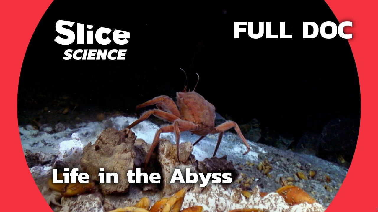 Unveiling the Abyss Secrets of Deep Sea Life