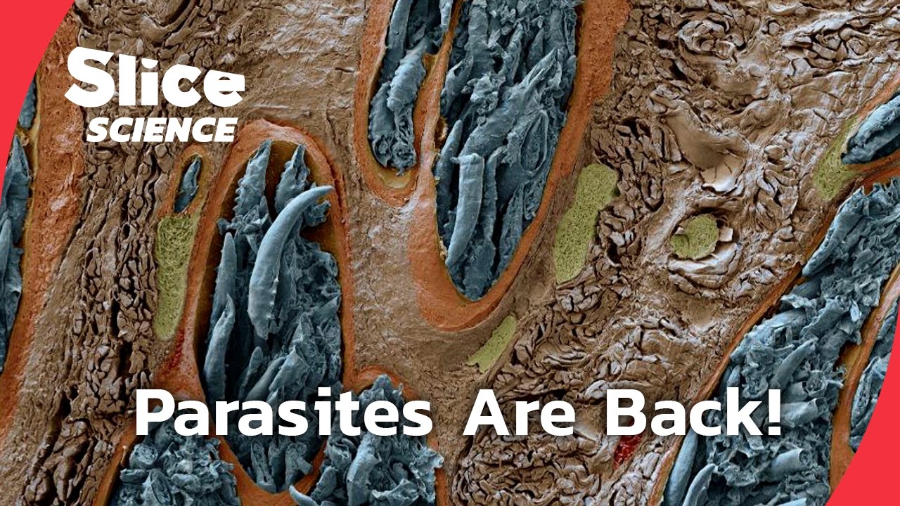 The Hidden World of Airborne Microorganisms